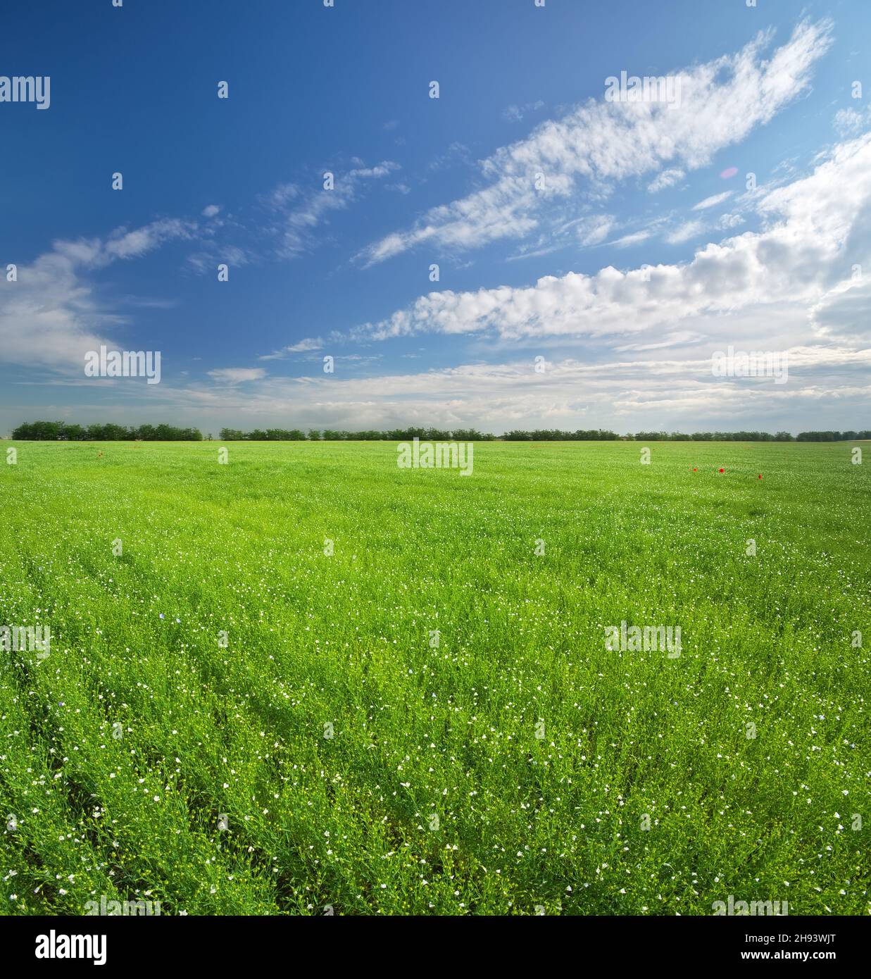 Flax verde prato panorama di giorno. Paesaggio natura composizione. Foto Stock