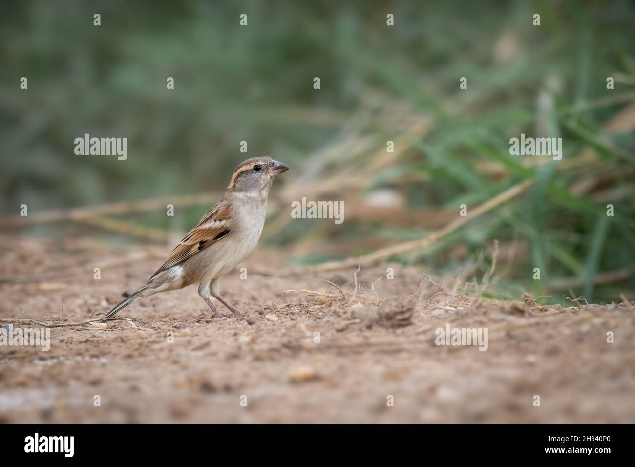 Il passero di casa (Passer domesticus) è un uccello della famiglia dei passeridae, che si trova in gran parte del mondo. È un uccello piccolo che ha un typi Foto Stock