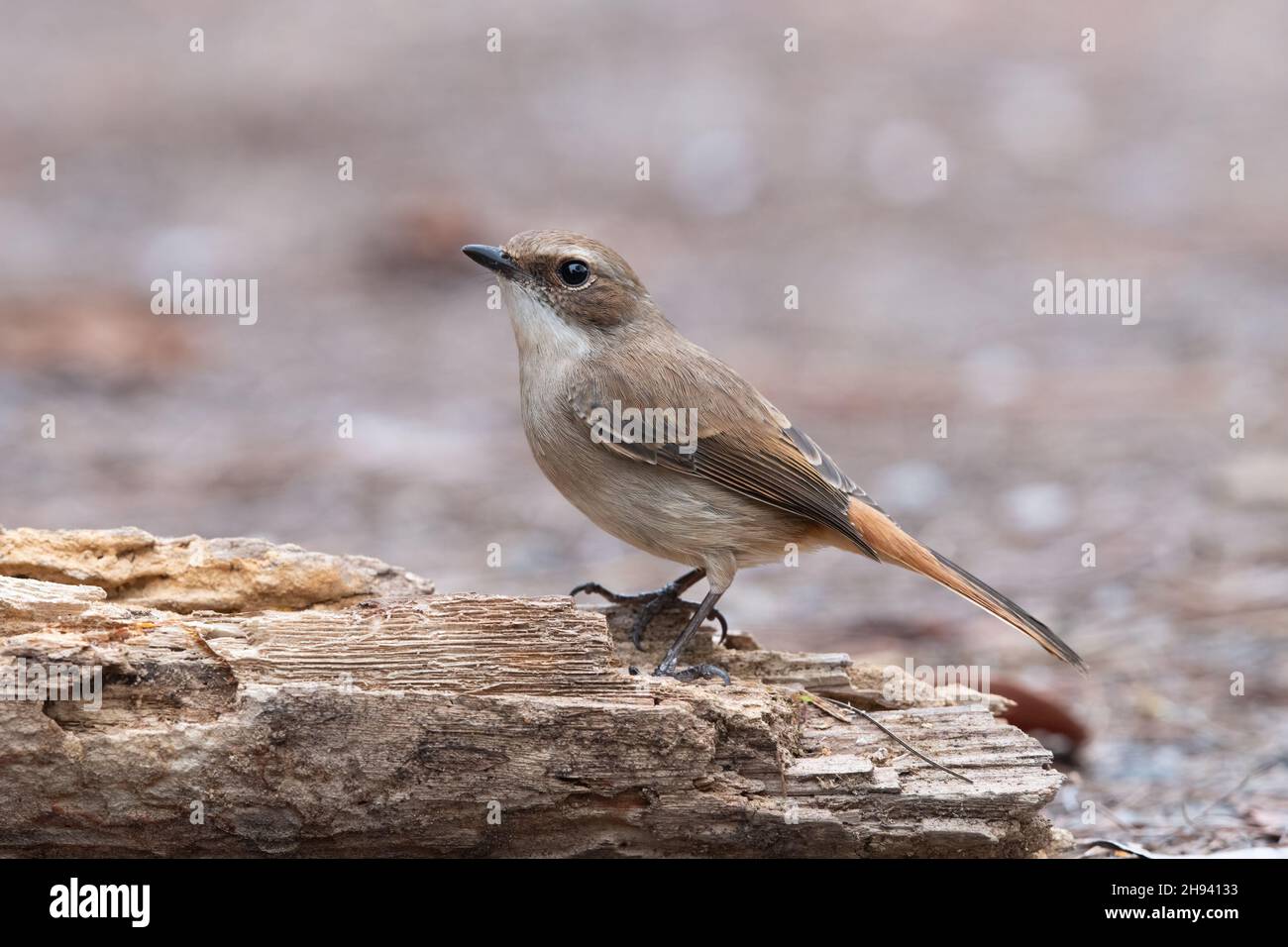 Il bush chat (sassicola ferreus) è un uccello della famiglia dei Cuculidae. Si trova nell'Himalaya, Cina meridionale, Taiwan, Foto Stock