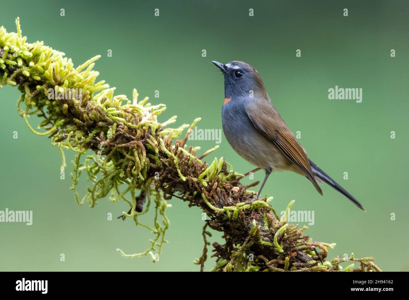 Il flycatcher (Ficidula strophiata) è un uccello della famiglia degli Psittacidi. Si trova nel subcontinente indiano e Sout Foto Stock