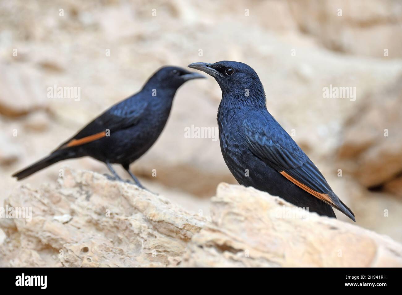 Starling di Tristrom, Grackle di Tristrom, Onychognathus tristramii Foto Stock