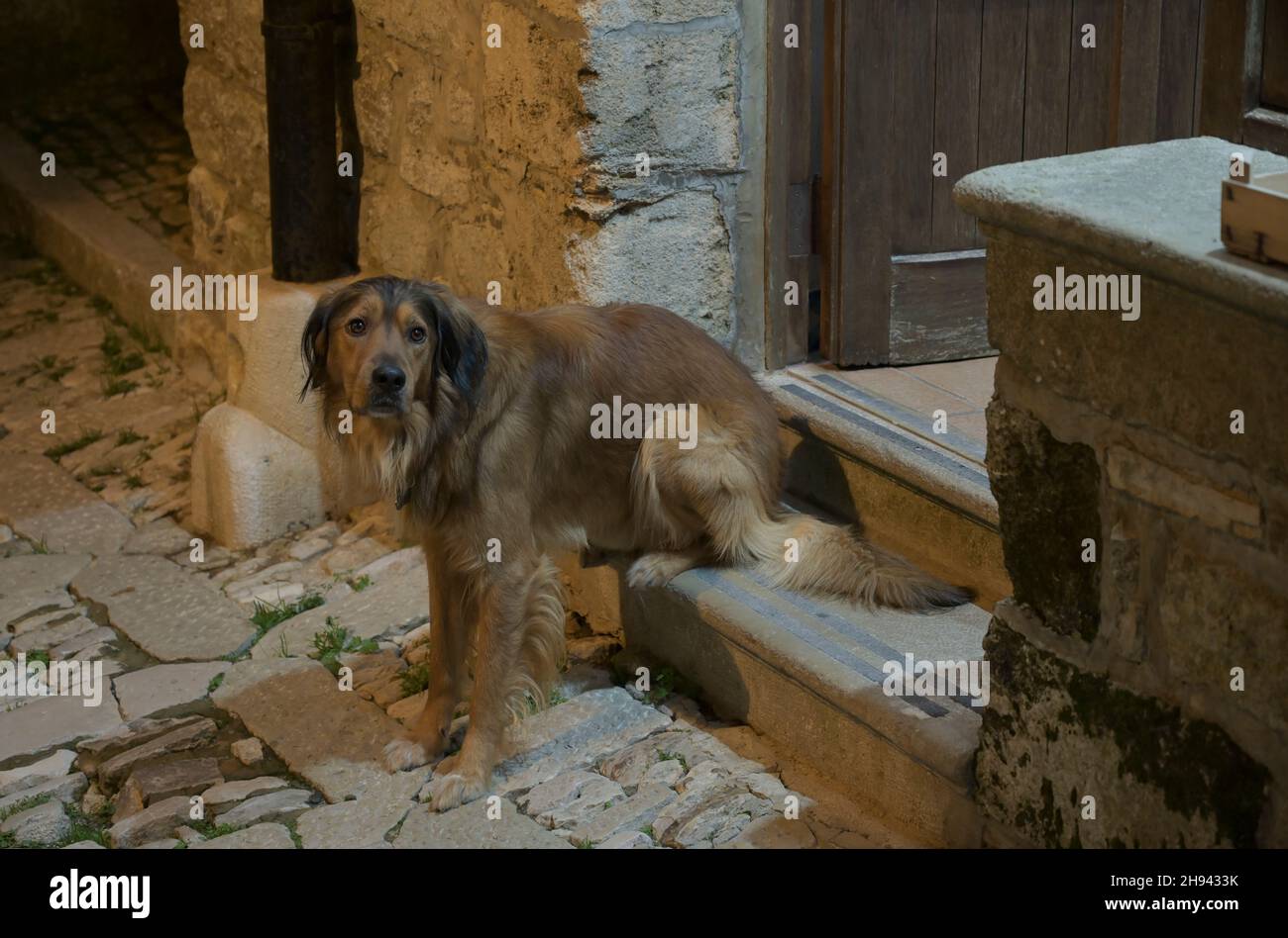 Straßenhund, Erice, Sizilien, Italien Foto Stock