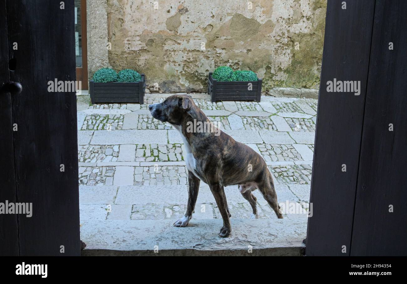 Straßenhund, Erice, Sizilien, Italien Foto Stock