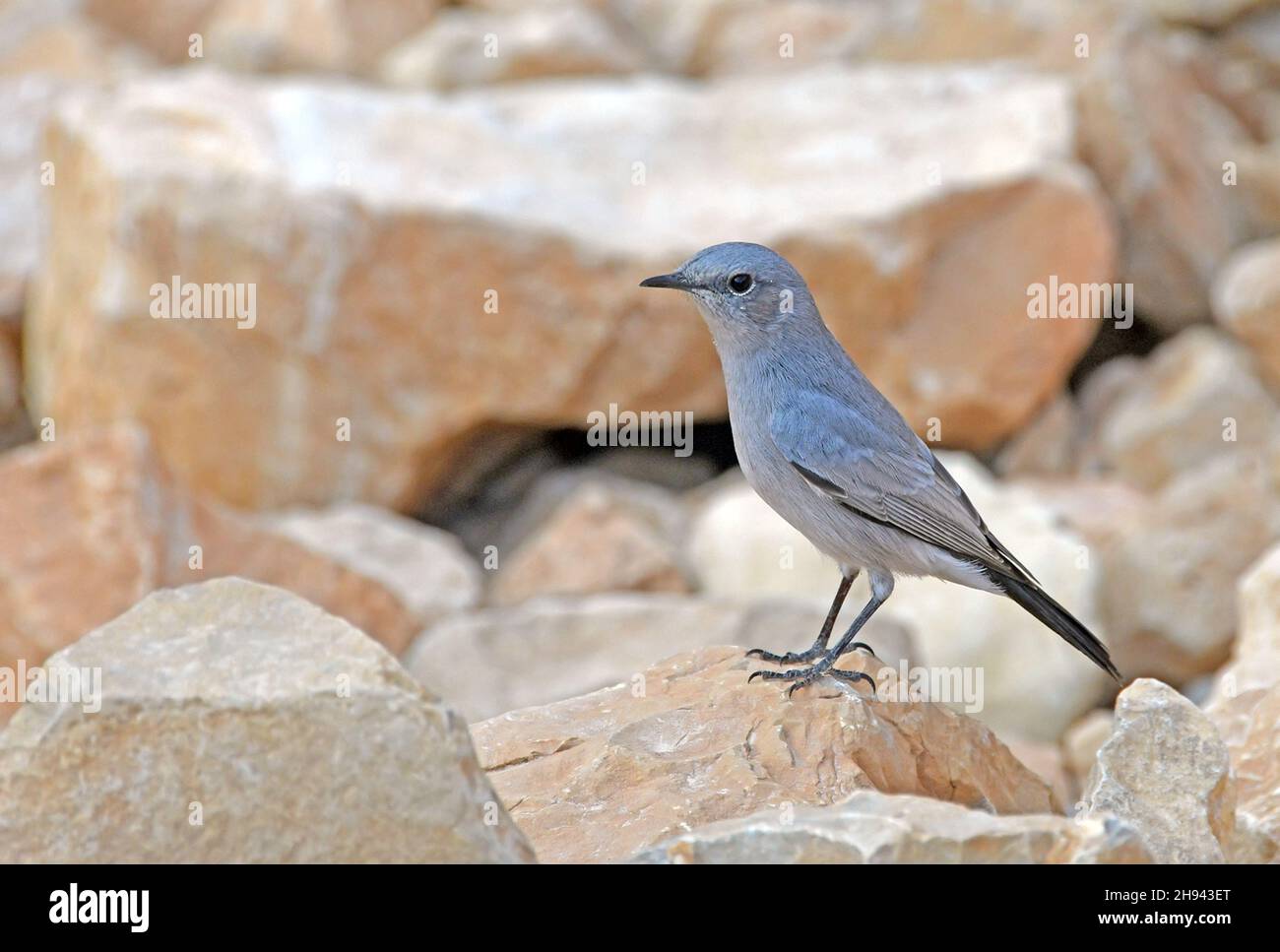 Blackstart - Oenanthe melanura Foto Stock