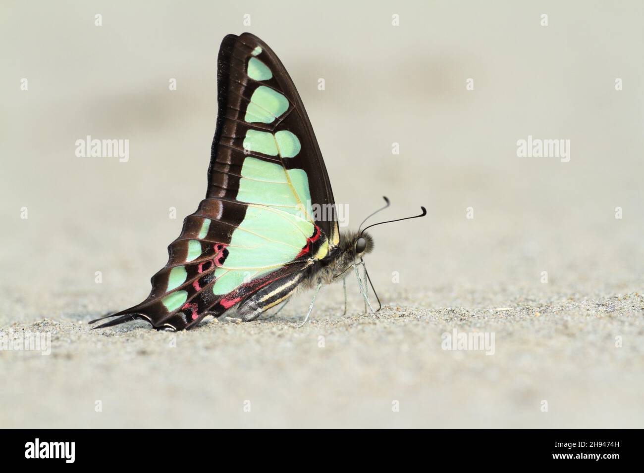 Graphium cloanthus – Bluebottle vetroso Foto Stock