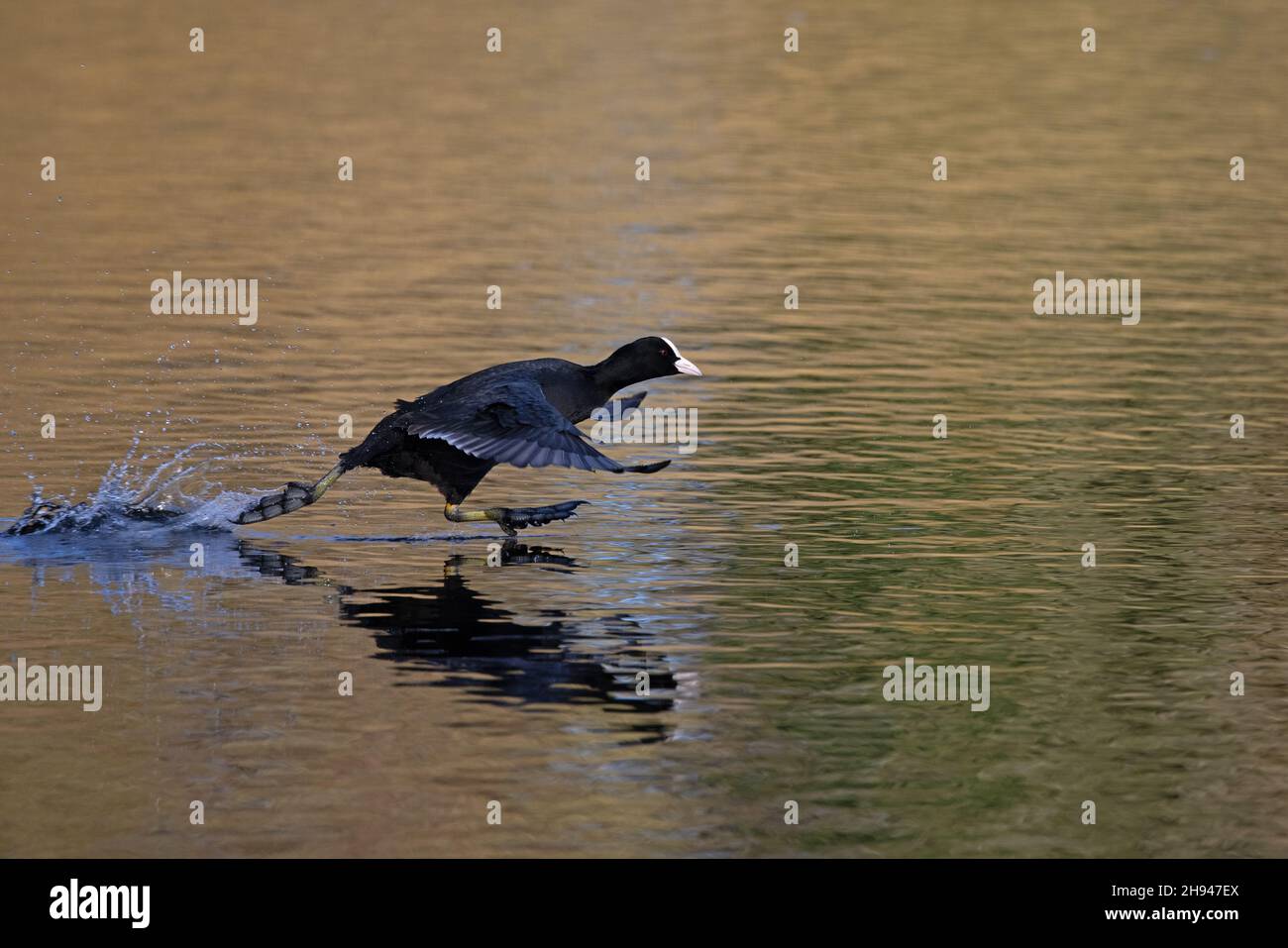 Coot (Fulica atrica) UEA Broad Norwich GB UK Novembre 2021 Foto Stock
