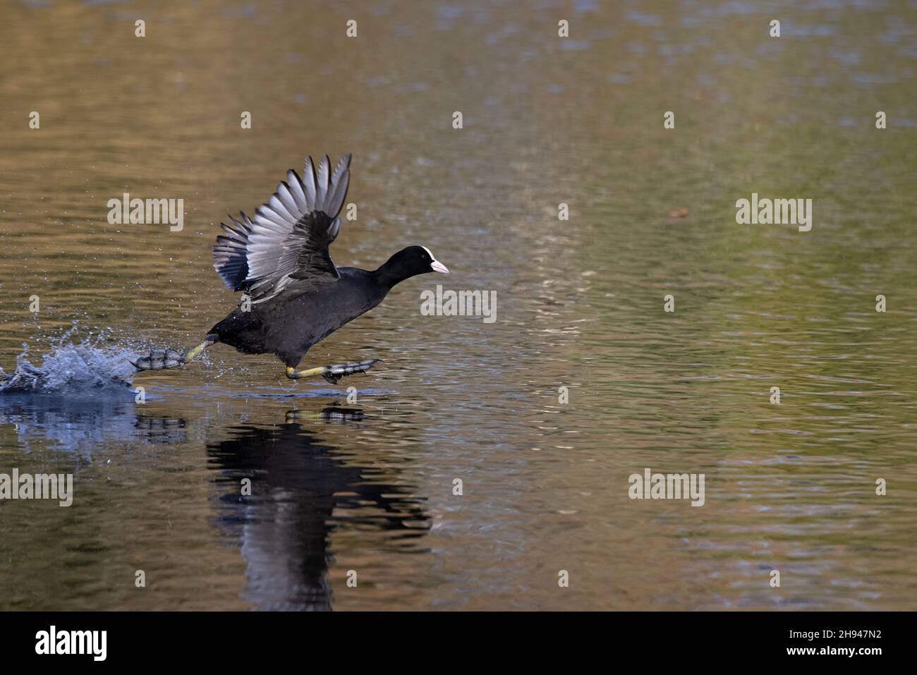 Coot (Fulica atrica) UEA Broad Norwich GB UK Novembre 2021 Foto Stock