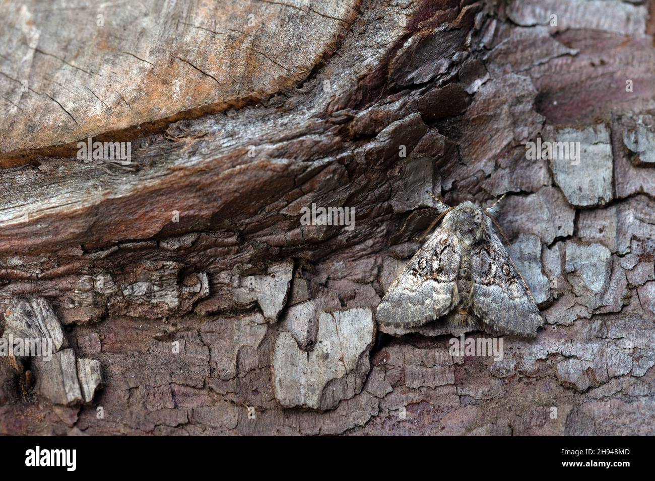 Nut-tree Tussock (Colocasia coryli) Norwich UK GB agosto 2020 Foto Stock