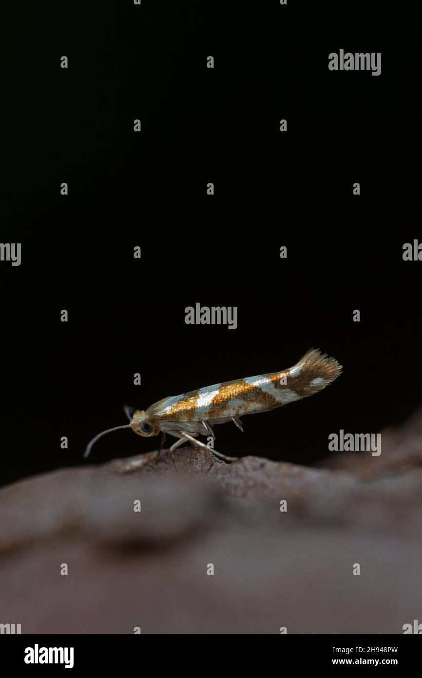 Golden Argent (Argyresthia goedartella) Norwich GB UK Agosto 2020 Foto Stock