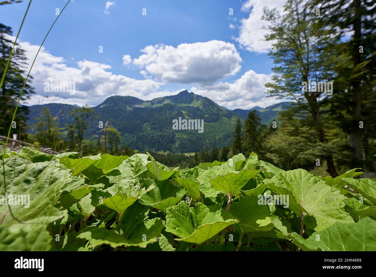 Grandi foglie di piante verdi in primo piano, montagne di Tannheim con molti alberi, nuvole bianche su un alto terreno. Baviera, Ostallgäu. Foto Stock
