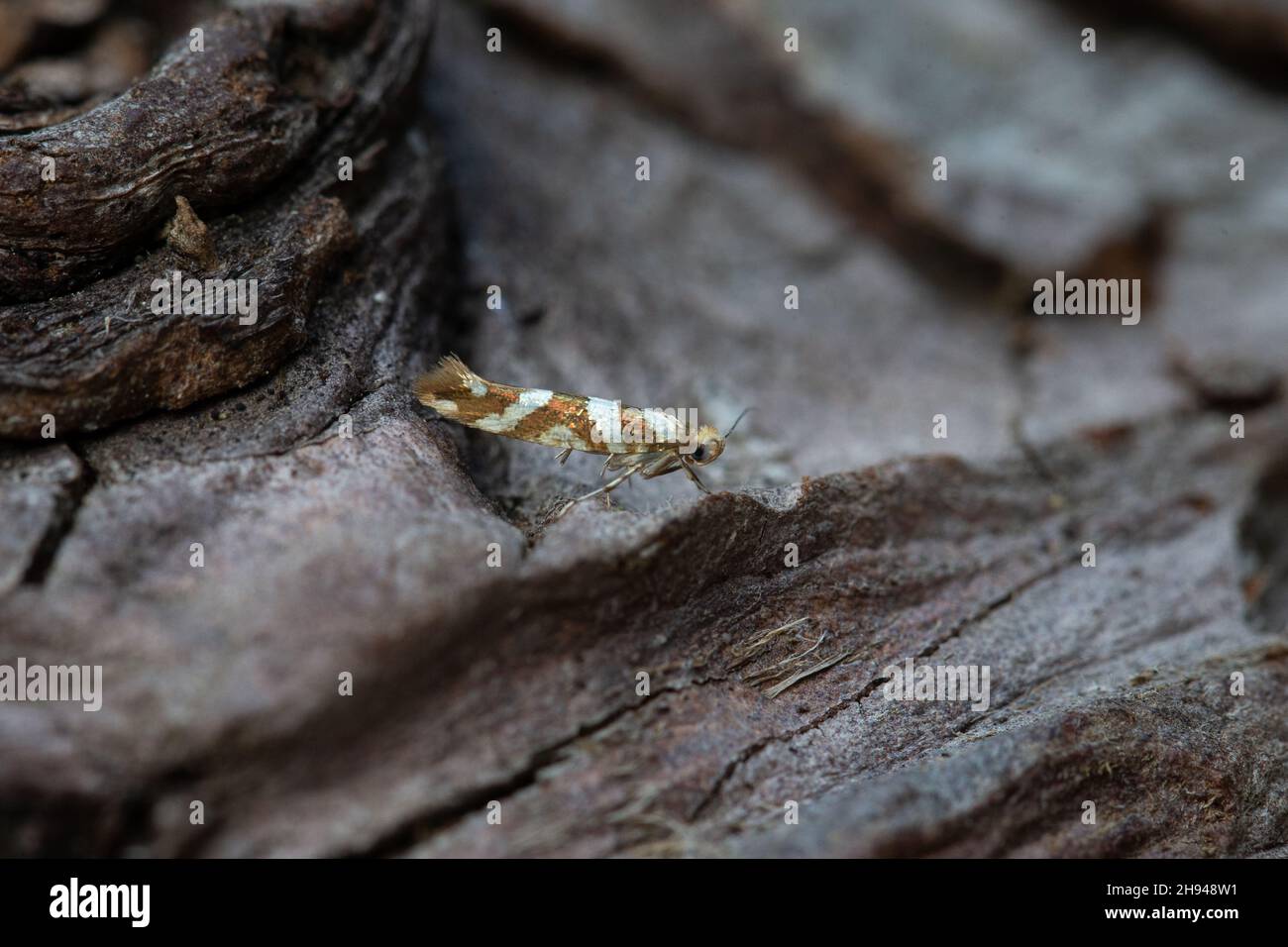 Golden Argent (Argyresthia goedartella) Norwich GB UK Agosto 2020 Foto Stock