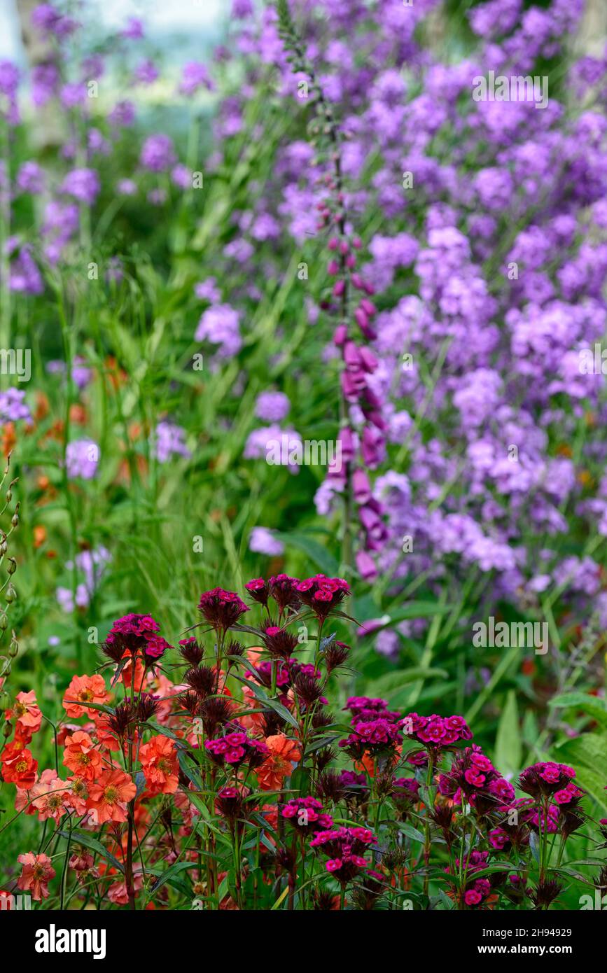 dianthus barbatus oeschberg, dolce william, fiori rossi viola, fiore, fioritura, geum total tangerine, lunaria purpurea, Digitalis purpurea, foxglove, volpe Foto Stock