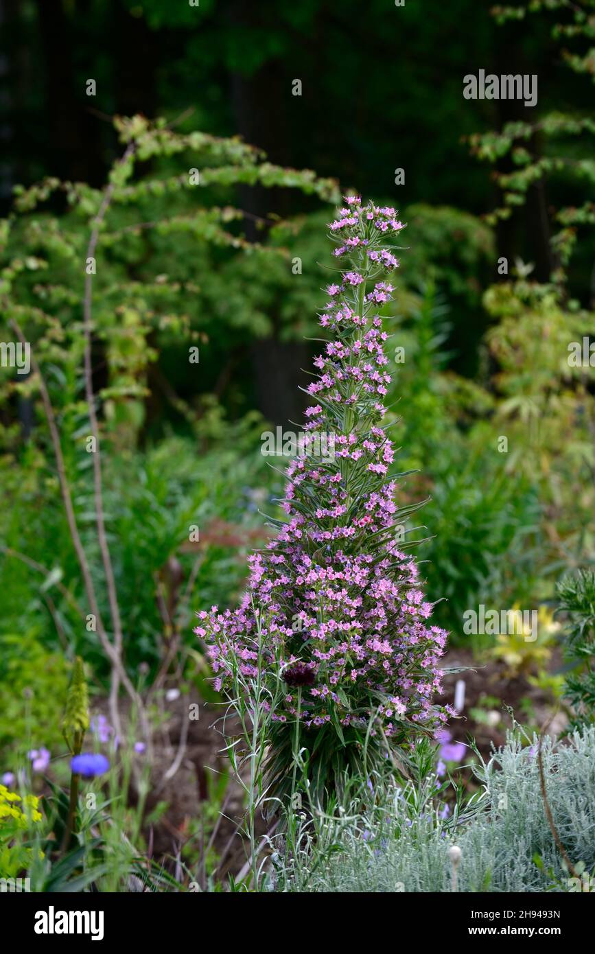 Echium, pianta mista schema, letto di sabbia, bordo di sabbia, giardino asciutto, giardinaggio asciutto, waterwise, piantatura tollerante di siccità, RM Floral Foto Stock