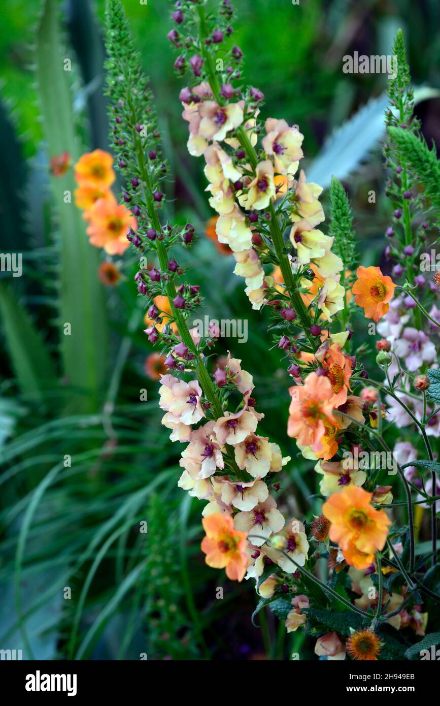 Verbascum Clementine, geum totalmente tangerine, arancio, fiori di arancio chiaro, fiore, fioritura, piante miste, pianta mista, combinazione, RM Floral Foto Stock