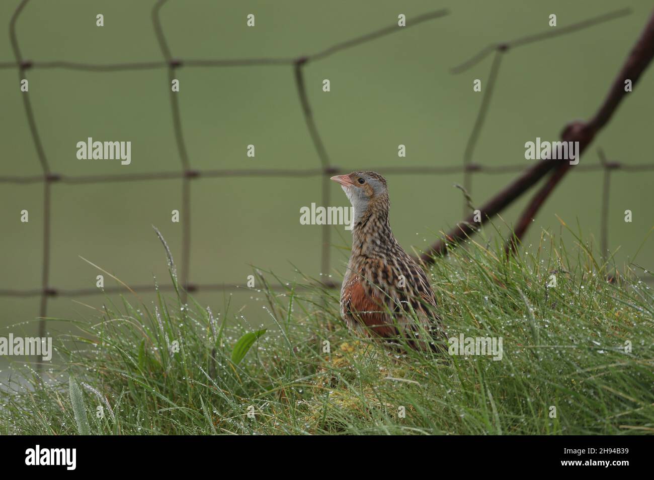 Corncrake una specie in declino , ma ora c'è una spinta per fornire un habitat più sicuro ed educare i crofters ad aumentare il loro numero con pratiche più sicure. Foto Stock