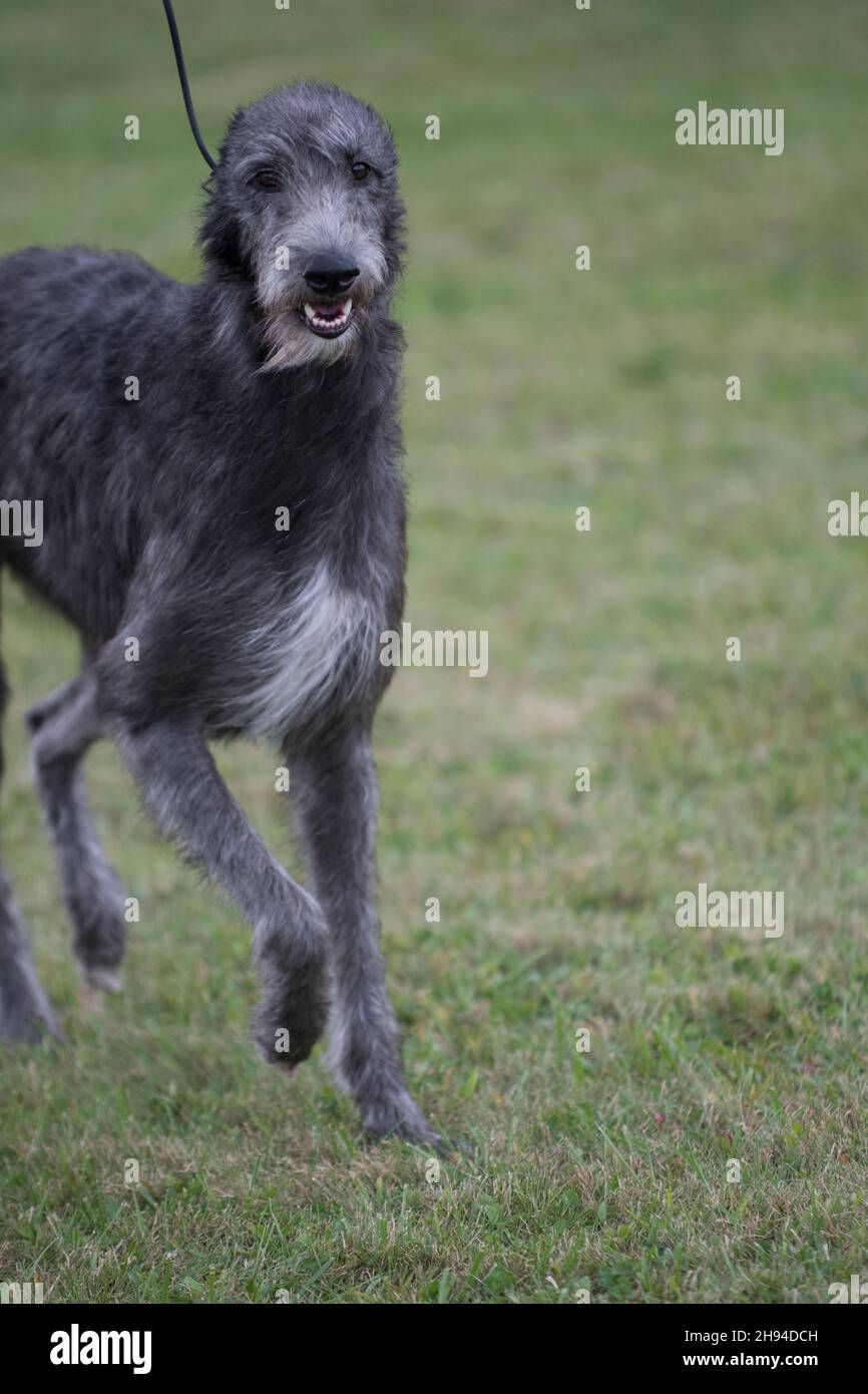Deerhound scozzese che cammina ad uno spettacolo di cani a New York Foto Stock