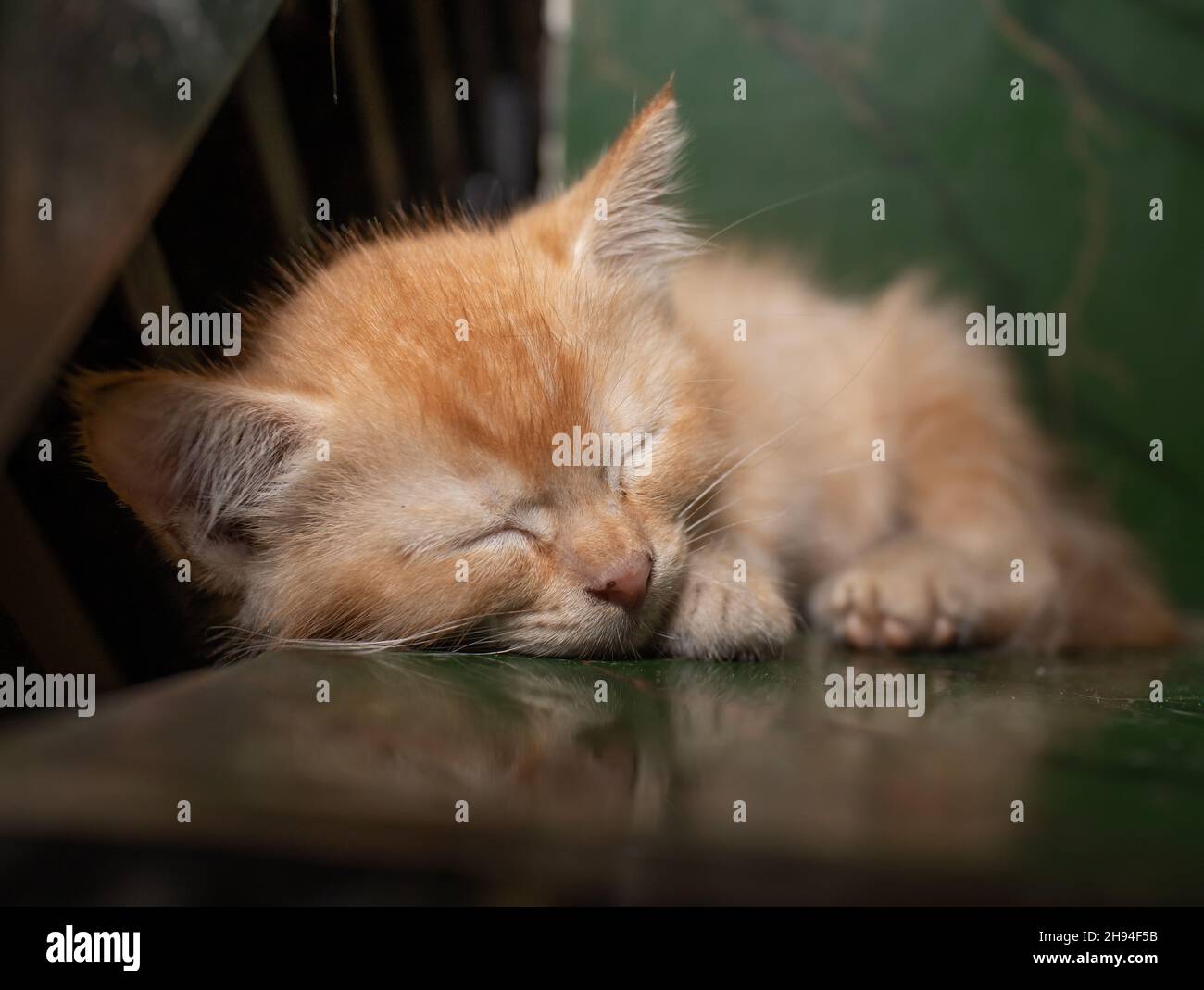Il Kitten Dormi bene in casa Foto Stock