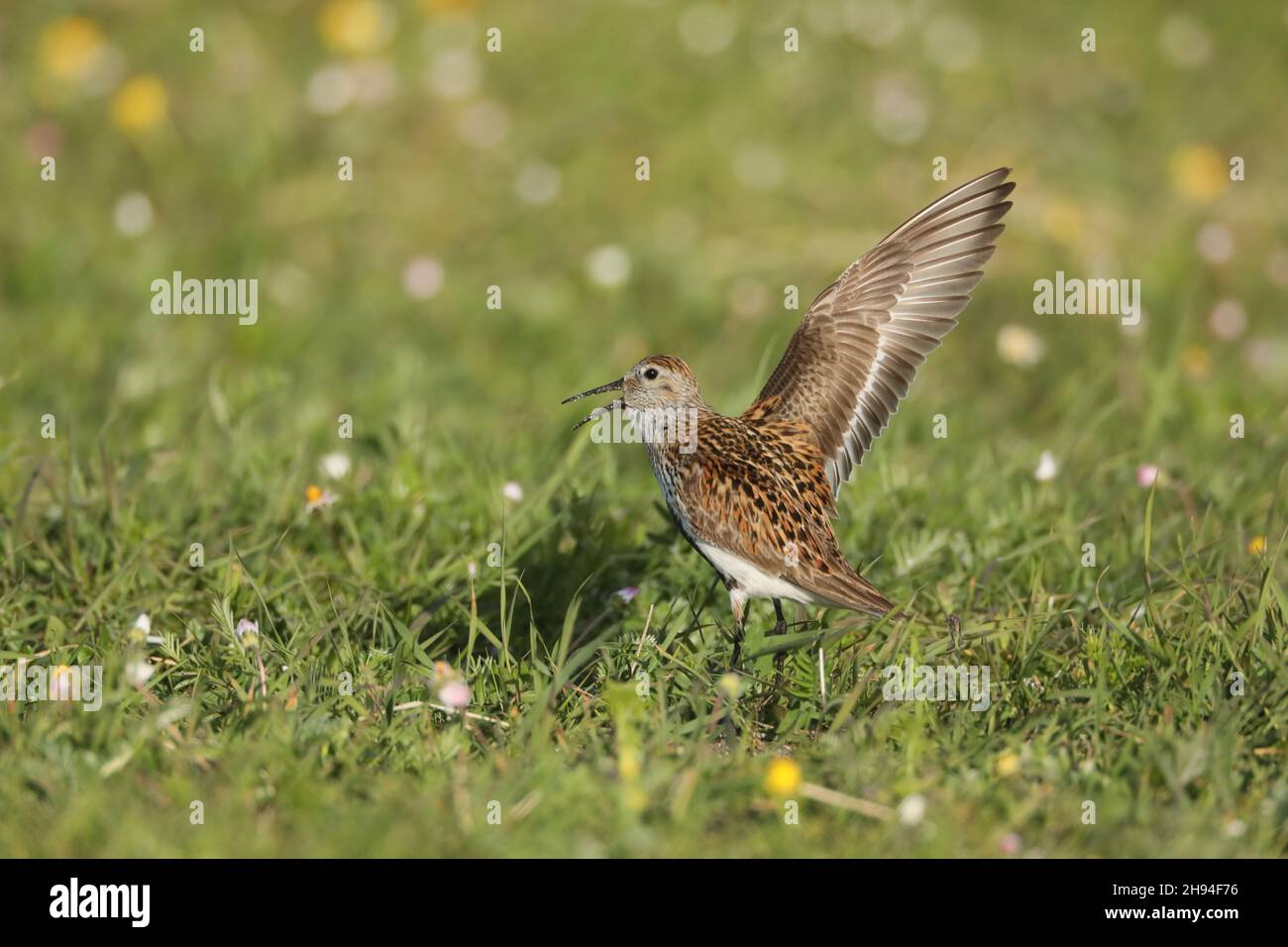 Allevamento Dunlin sulla machair a Nord Uist, hanno facile accesso a fonti alimentari di spiagge o campi di sabbia. Foto Stock