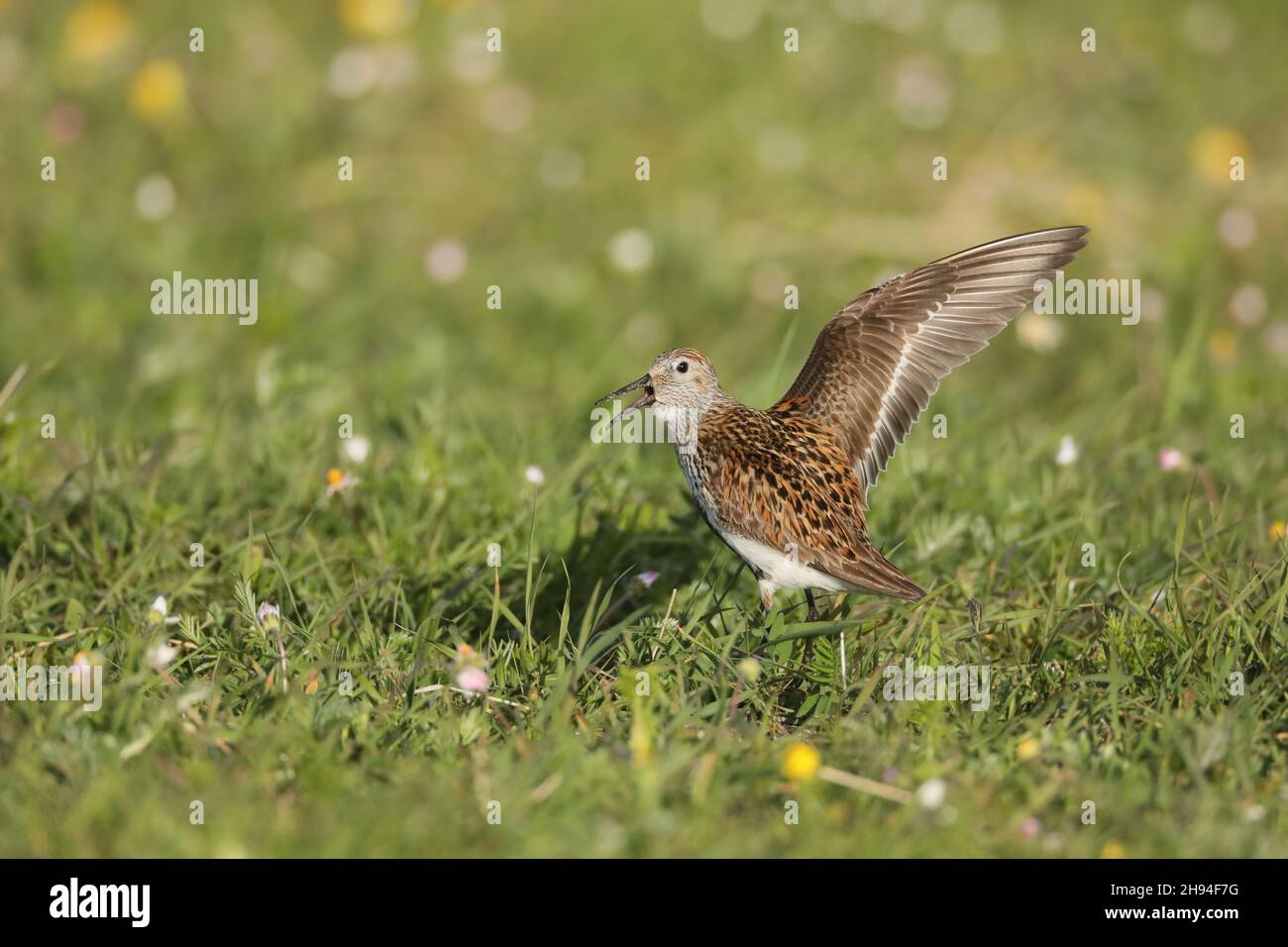 Allevamento Dunlin sulla machair a Nord Uist, hanno facile accesso a fonti alimentari di spiagge o campi di sabbia. Foto Stock