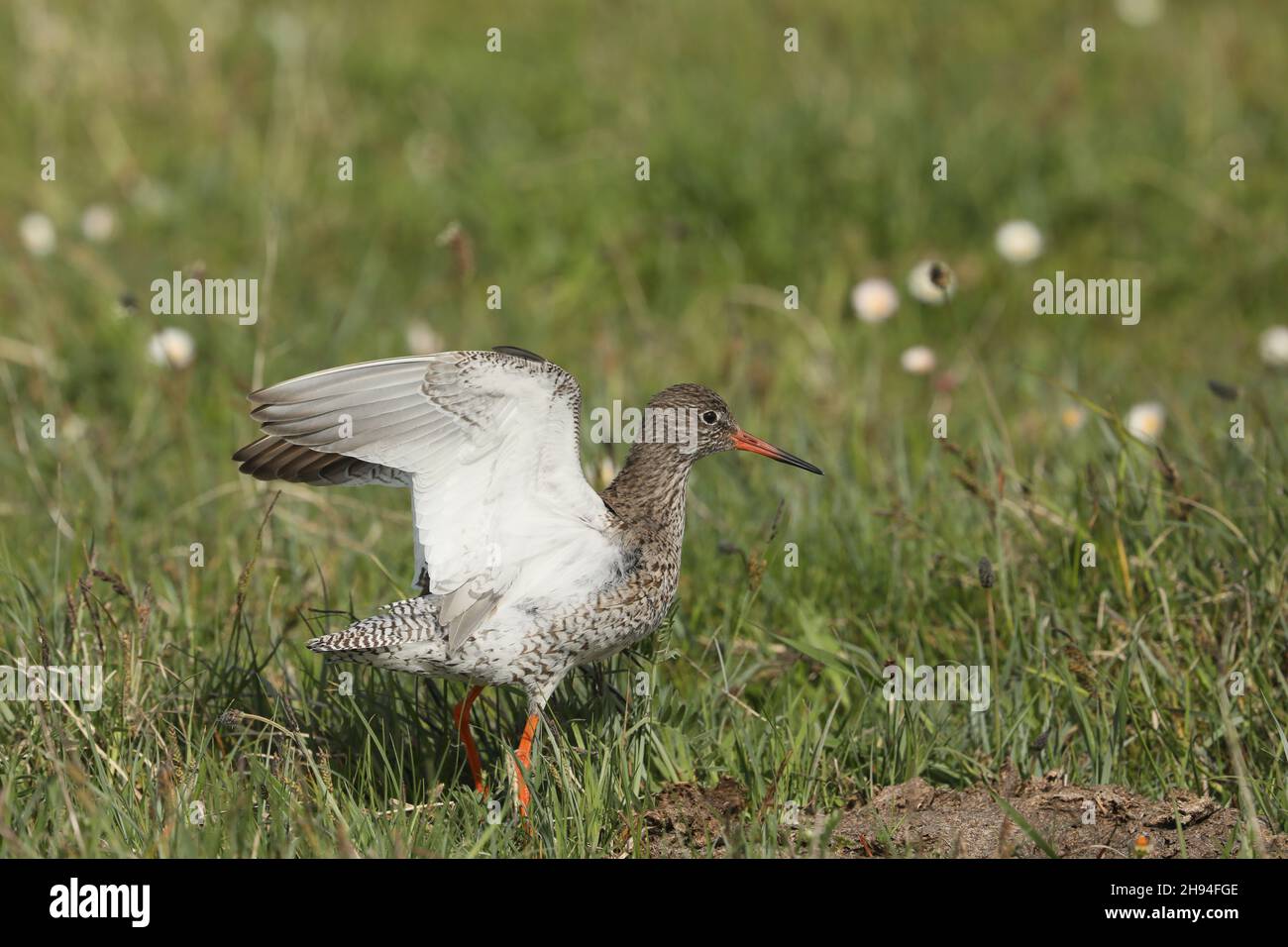 Redshank adulto su terreni di allevamento - il machair sul Nord Uist Scozia. La sottoboscia bianca è molto evidente qui con redleg e Bill. Foto Stock