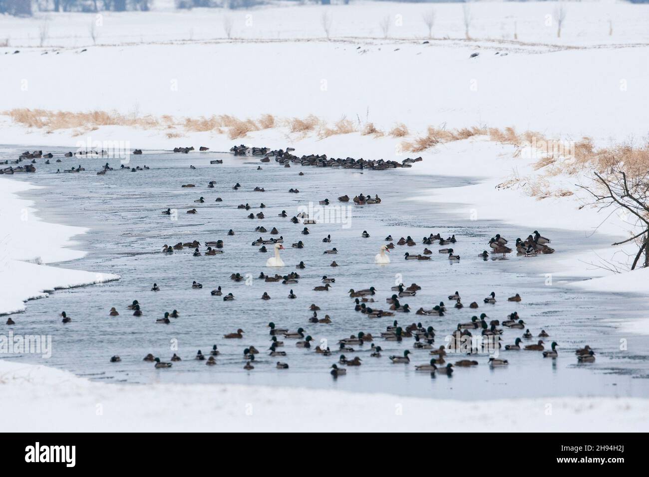 Mallards (Anas platyrhynchos) e un paio di cigni Mute (Cygnus olor) su un fiume quasi ghiacciato in un paesaggio bianco neve Foto Stock