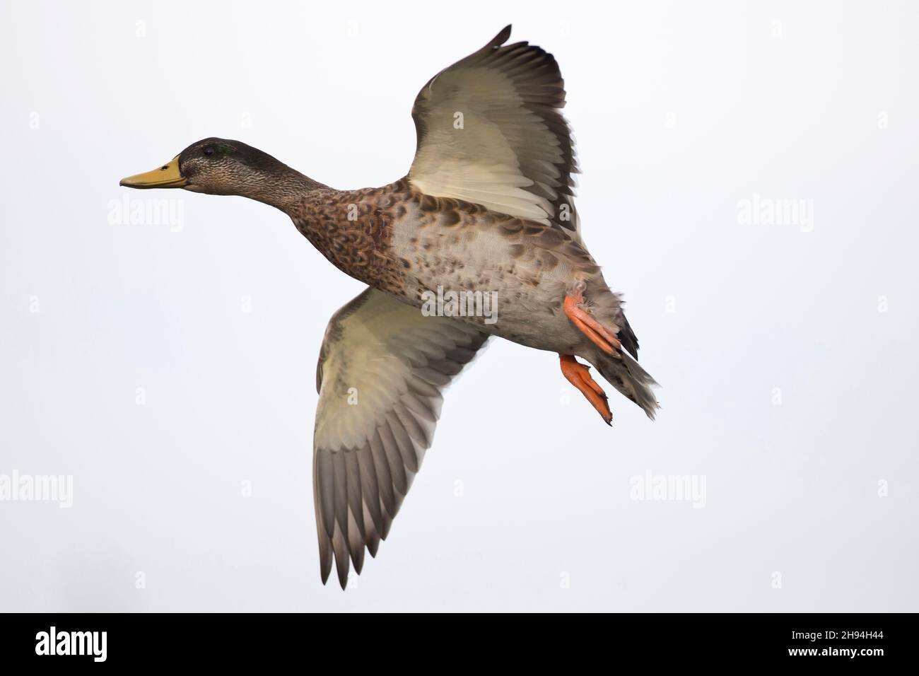 Un maschio adulto Mallard (Anas platyrhynchos) in piumaggio transitorio in fligtht Foto Stock