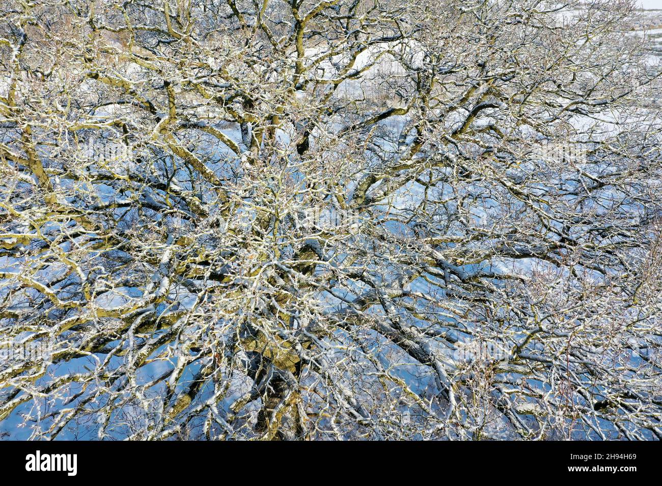 Blick in die kahle Krone einer Eiche, Quercus, Oak, Winterlandschaft, Verschneite Wiesenlandschaft, Schnee, verschneit, Schleswig-Holstein, Deutschlan Foto Stock