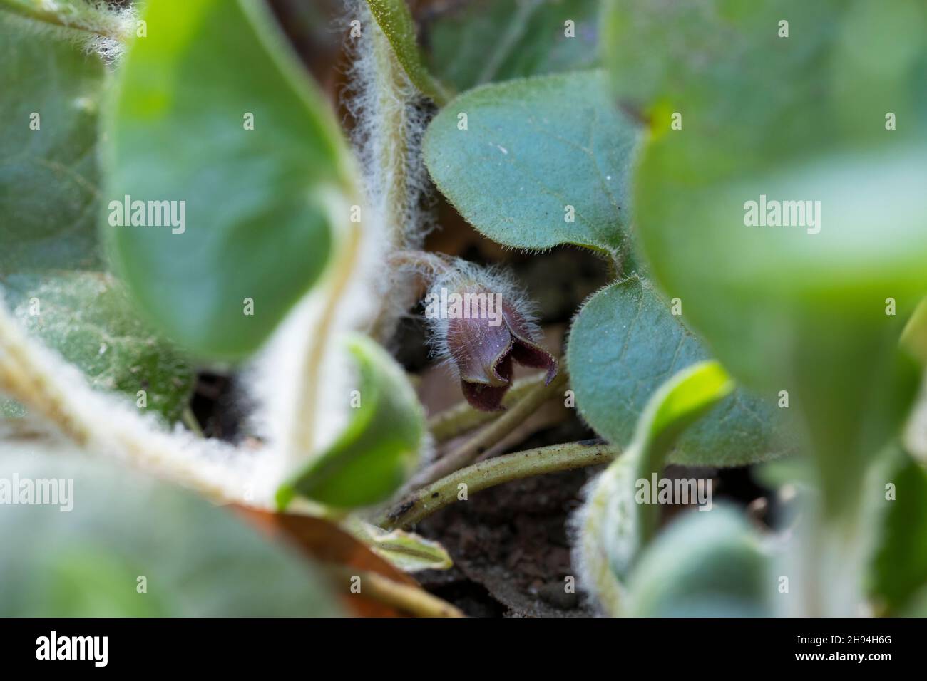 Haselwurz, Gewöhnliche Haselwurz, Asarum europaeum, Asarabacca, zenzero selvatico europeo, Nocciola, Spekenard selvatico, l’Asaret d’Europa Foto Stock