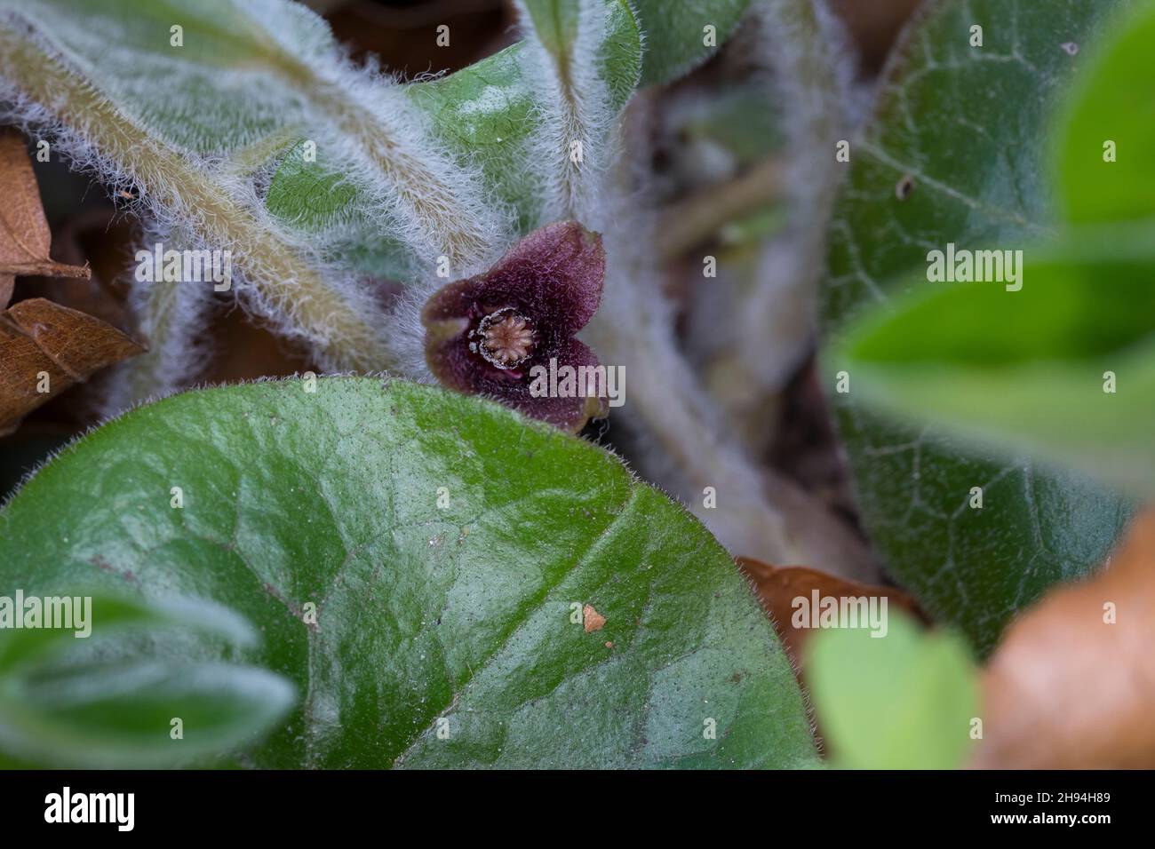 Haselwurz, Gewöhnliche Haselwurz, Asarum europaeum, Asarabacca, zenzero selvatico europeo, Nocciola, Spekenard selvatico, l’Asaret d’Europa Foto Stock