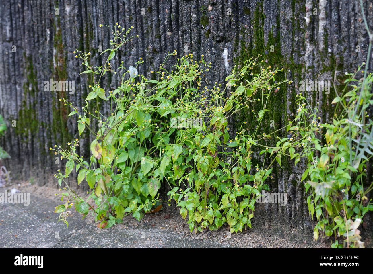 Kleinblütiges Knopfkraut, Kleinblütiges Franzosenkraut, Kleines Knopfkraut, Knopfkraut, Franzosenkraut, Galinsoga parviflora, soldato gallante, Quickwe Foto Stock