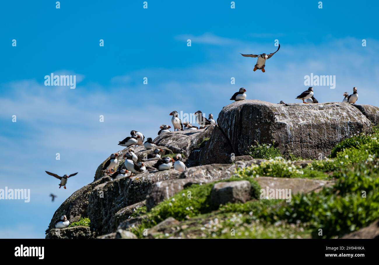 Puffins (Fratercola arctica) nella riserva naturale di mare, isola di maggio, Scozia, Regno Unito Foto Stock