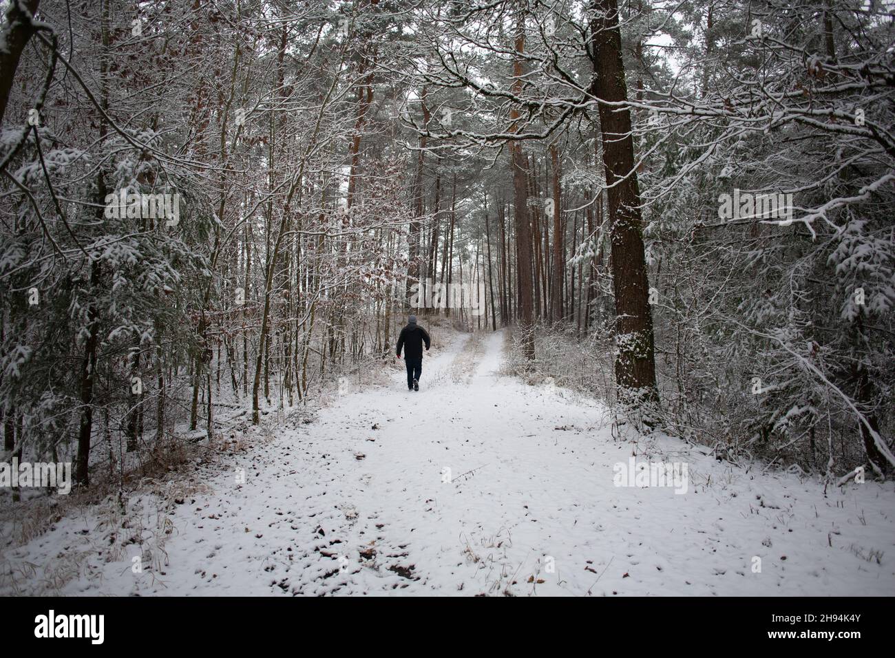 Un uomo va a piedi in boschi innevati nel mese di dicembre in baviera, Germania Foto Stock