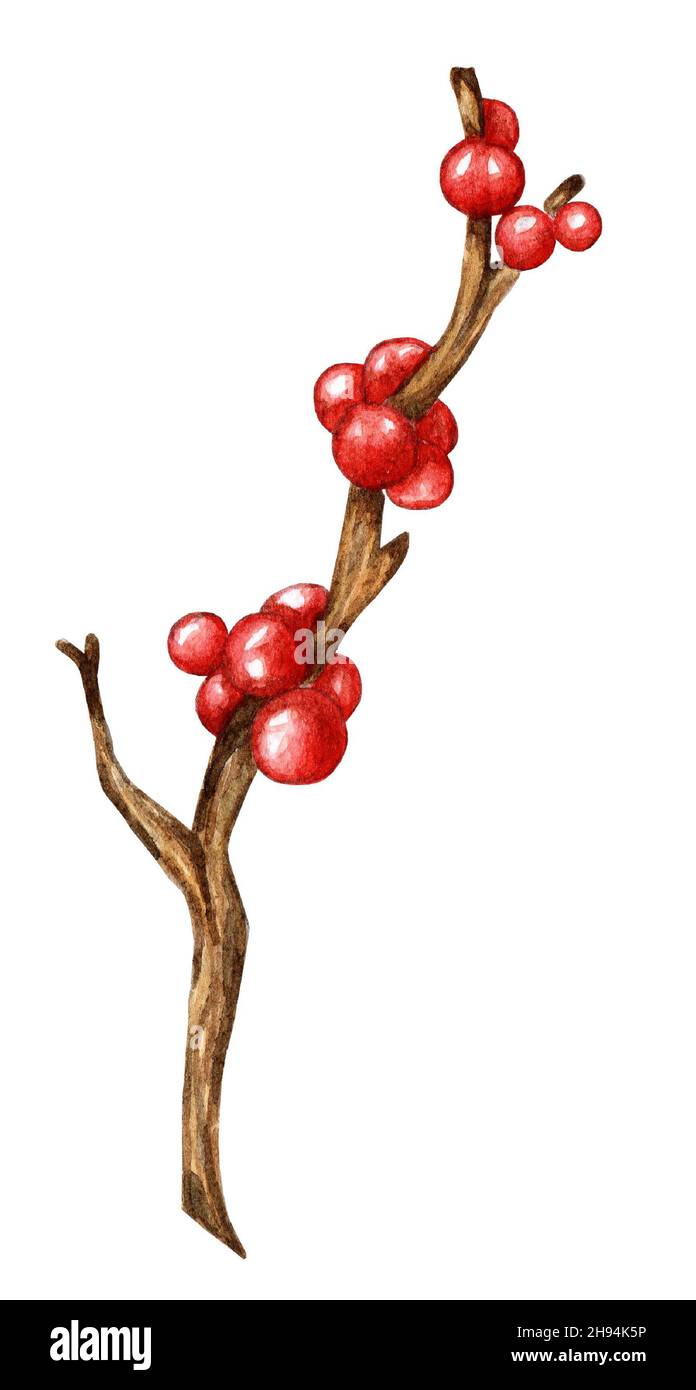 Rametti con bacche rosse di agrifoglio. Illustrazioni acquerello di Natale e Capodanno di Mistletoe, Holly, Ilex. Disegni botanici colorati. Isolato su wh Foto Stock