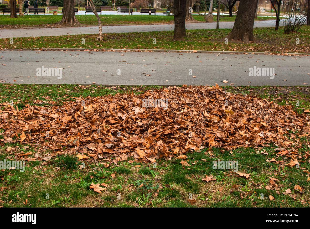 Cumulo di foglie secche raccolte nel parco cittadino a fine autunno Foto Stock