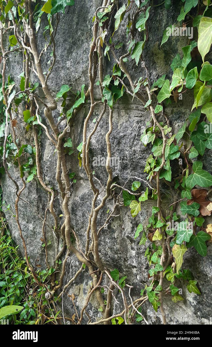 Su una parete verticale in pietra cresce una pianta da arrampicata con foglie verdi e molti rami attorcigliati Foto Stock