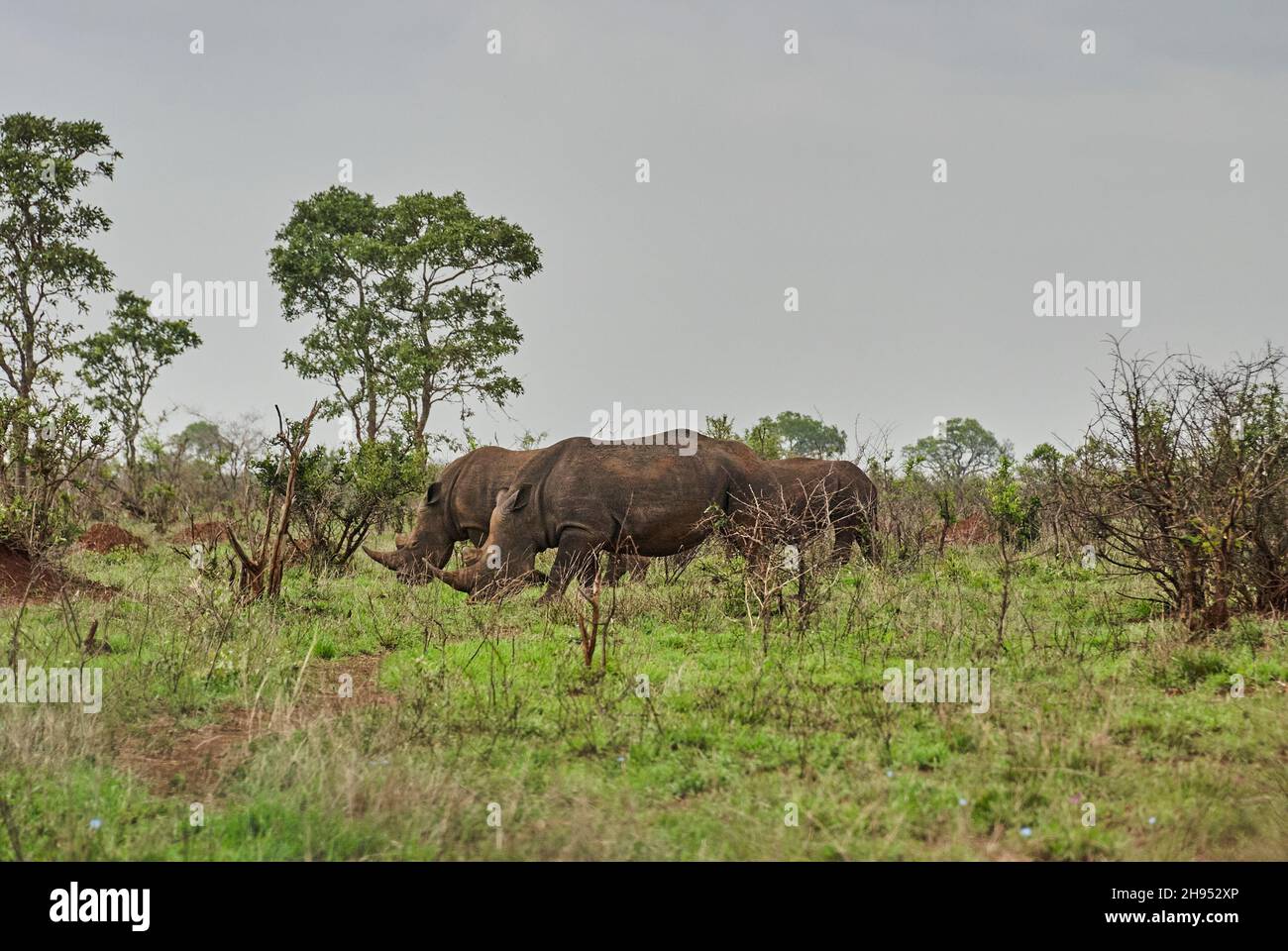 Gruppo di rinoceronti bianchi o rhinoceros quadrati, Ceratotherium simum, pascolo nel denso cespuglio africano Foto Stock