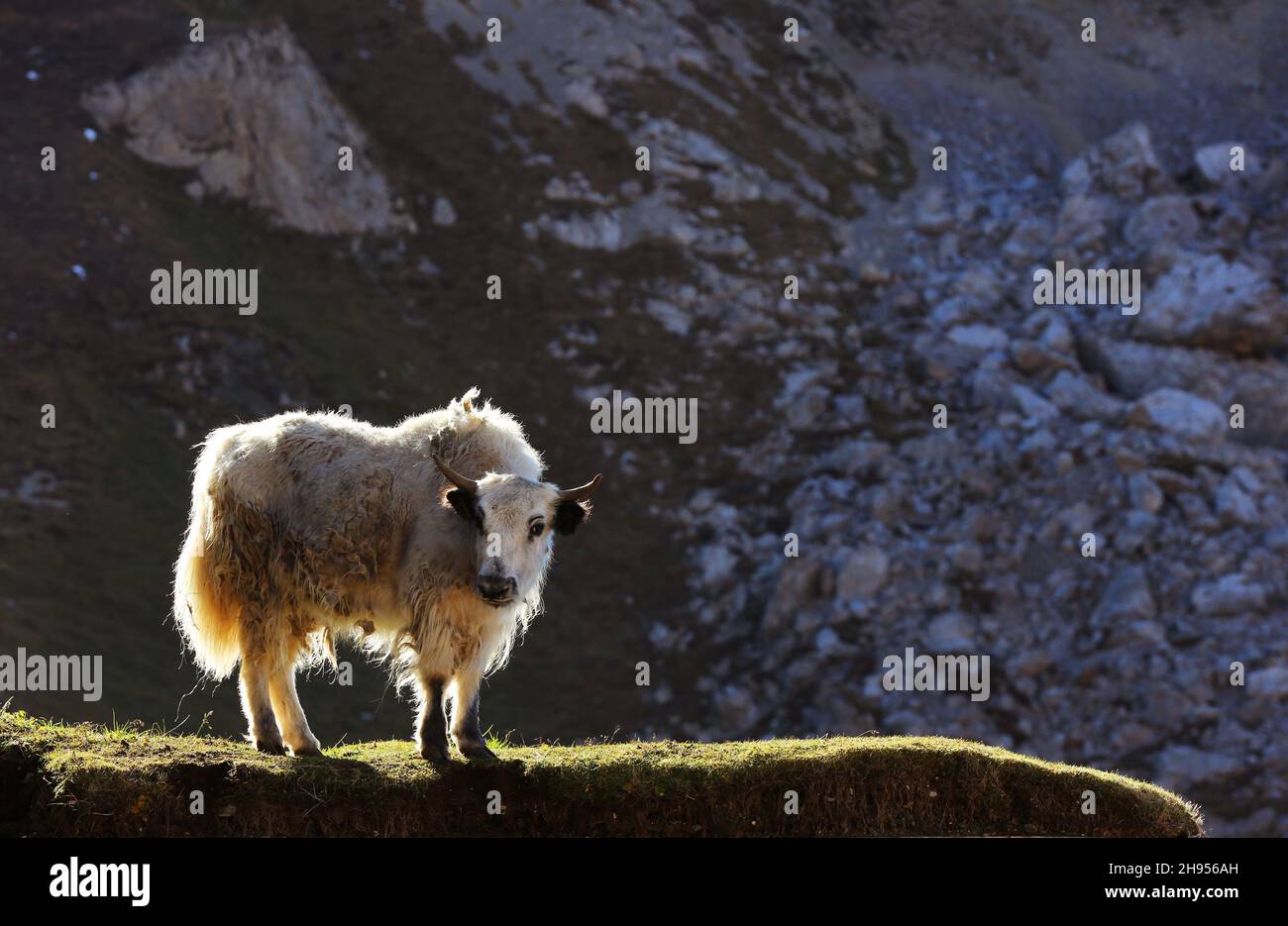 Yak, Hochlandrind in der Morgensonne auf einer Weide am Langkofel oder Sassolungo in der Bergwelt der Dolomiten in Südtirol Italien Foto Stock