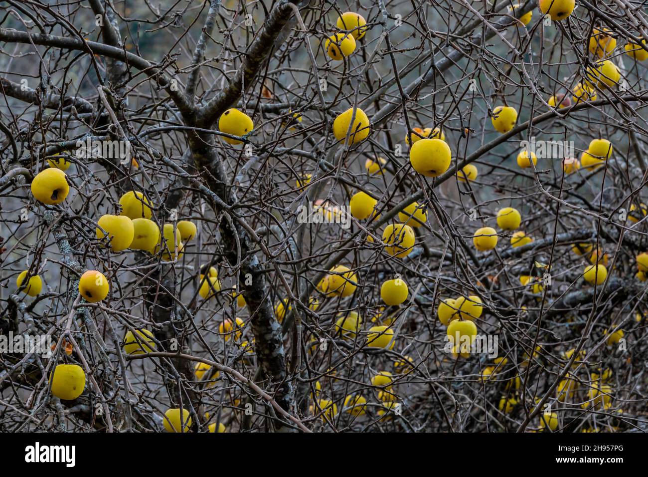 Le mele gialle del heirloom su un albero della frutta nella valle di Skokomish della penisola olimpica, stato di Washington, Stati Uniti Foto Stock