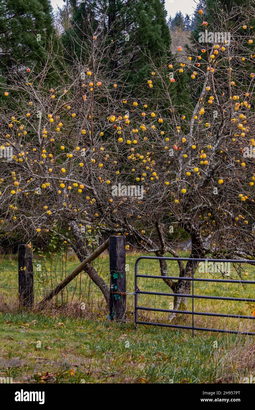 Le mele gialle del heirloom su un albero della frutta nella valle di Skokomish della penisola olimpica, stato di Washington, Stati Uniti d'America [Nessun rilascio della proprietà; licenza editoriale Foto Stock