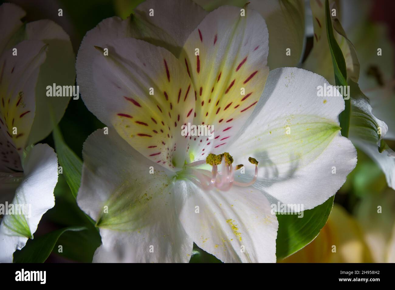 Primo piano del bellissimo giglio peruviano bianco su sfondo nero, giglio degli Incas (Alstroemeria) Foto Stock