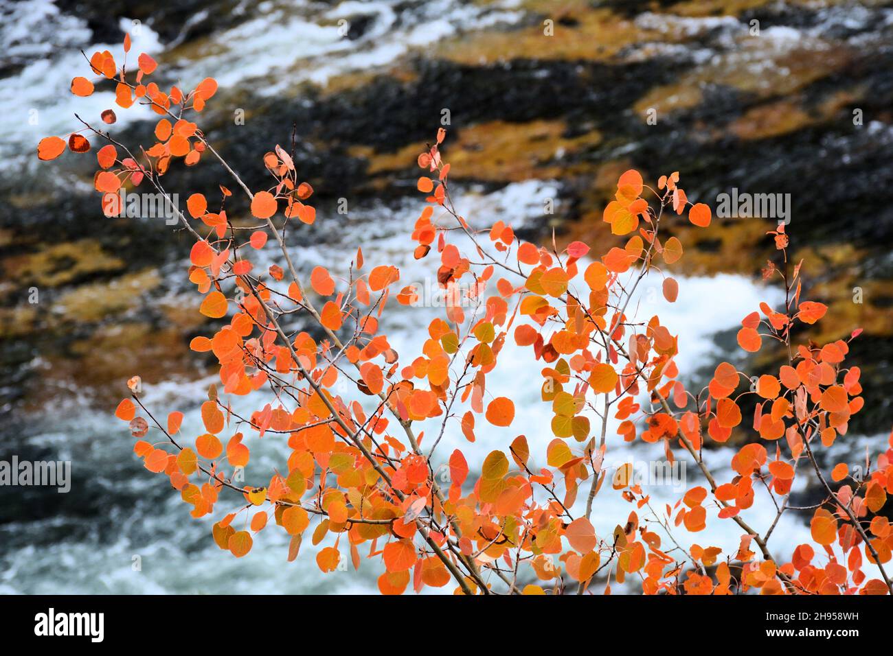 Foglie gialle e arancioni brillanti sullo sfondo di rocce e acqua schiumosa Foto Stock