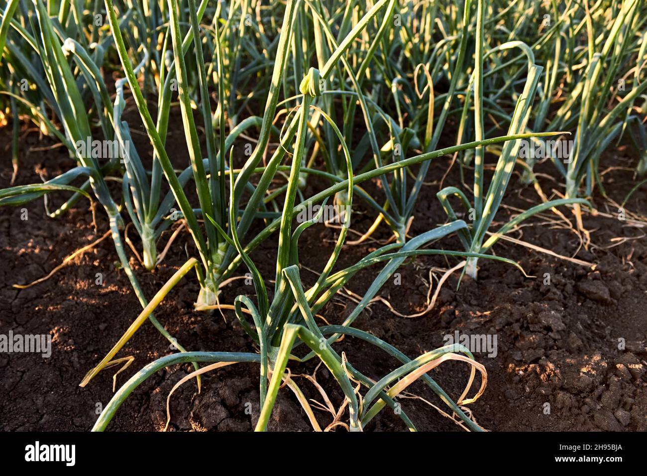 Aglio verde piantato in filari nella campagna in primavera. Filari lisci di aglio giovane crescente in giardino. File di piante di aglio. Foto Stock