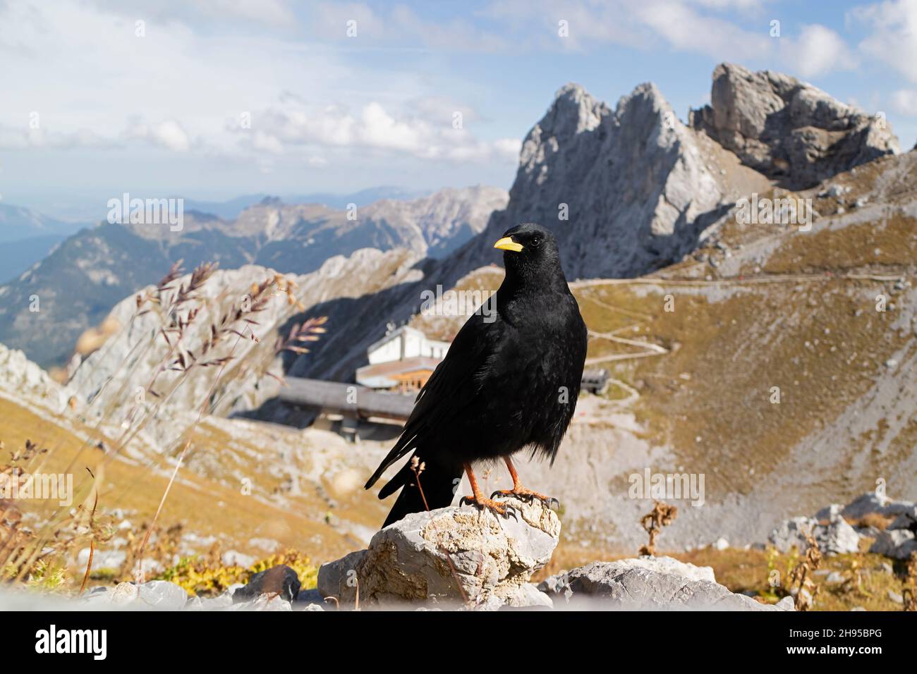 La tosse gialla è una specie di uccelli alpini molto diffusa nelle montagne paleartiche occidentali dai Pirenei alle Alpi fino all'Himalaya Foto Stock