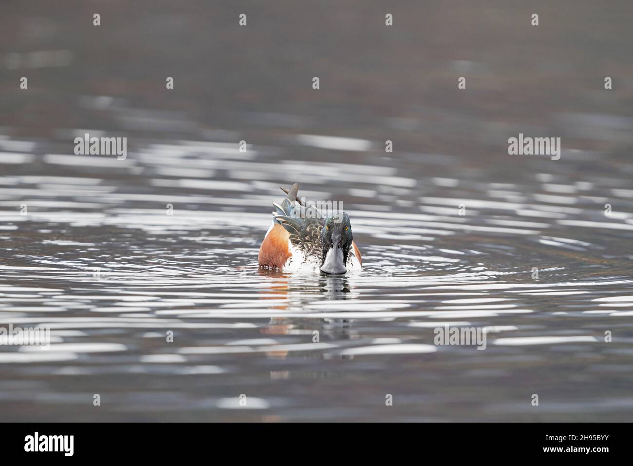 Maschio adulto Northern Shoveler (spatola clypeata) nuotando in un lago bavarese nei primi mesi invernali Foto Stock