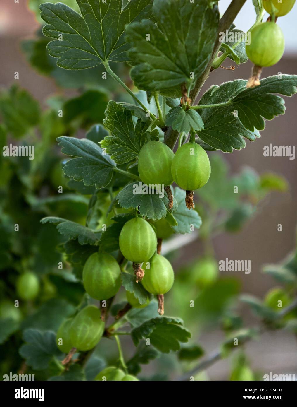 Le bacche di uva verde fresche vengono speziate su un ramo in una giornata estiva in giardino. Vista ravvicinata della bacca d'oca biologica appesa a un ramo. Foto Stock