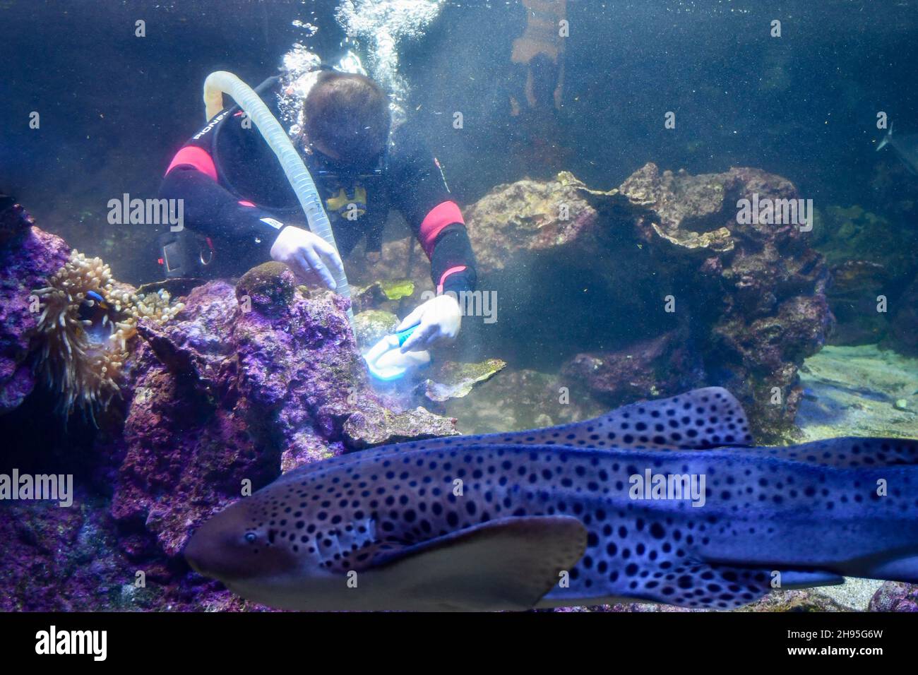 Un sub assegnato alla pulizia delle vasche all'interno dell'Acquario di  Genova, il più grande d'Europa, Liguria, Italia Foto stock - Alamy