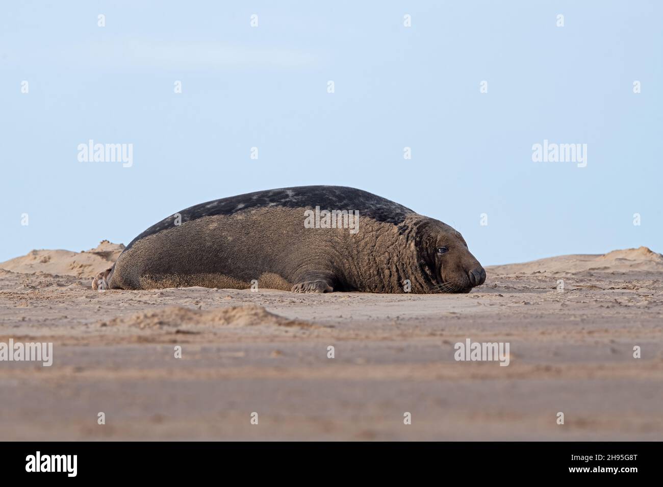 Maschio Atlantic Grey Seal (Halichoerus grypus) sulla spiaggia nella stagione delle marionette Foto Stock