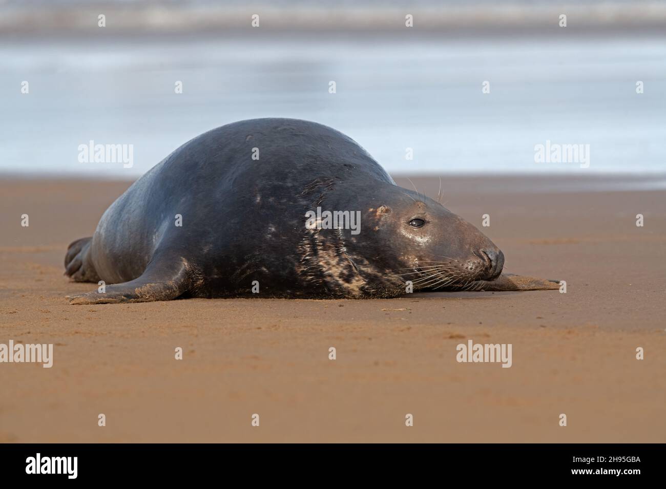 Maschio Atlantic Grey Seal (Halichoerus grypus) al bordo del mare nella stagione delle marionette Foto Stock