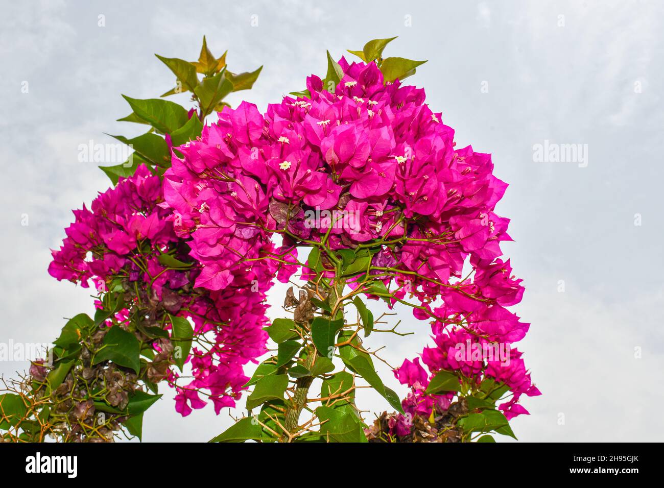 Rosa Bougainvillea glabra Fiori con foglie verdi isolato su sfondo cielo blu. Foto Stock