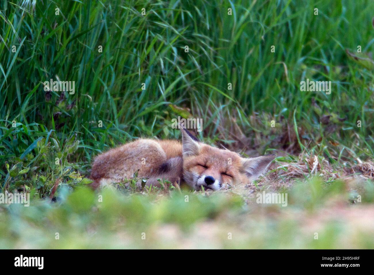 Volpe rossa europea (Vulpes vulpes), a bordo di campo, addormentato, bassa Sassonia, Germania Foto Stock
